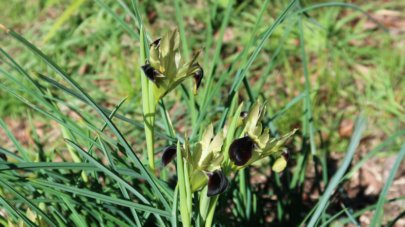 IMG_1072-Iris-tuberosa-snakes-head-iris.jpg
