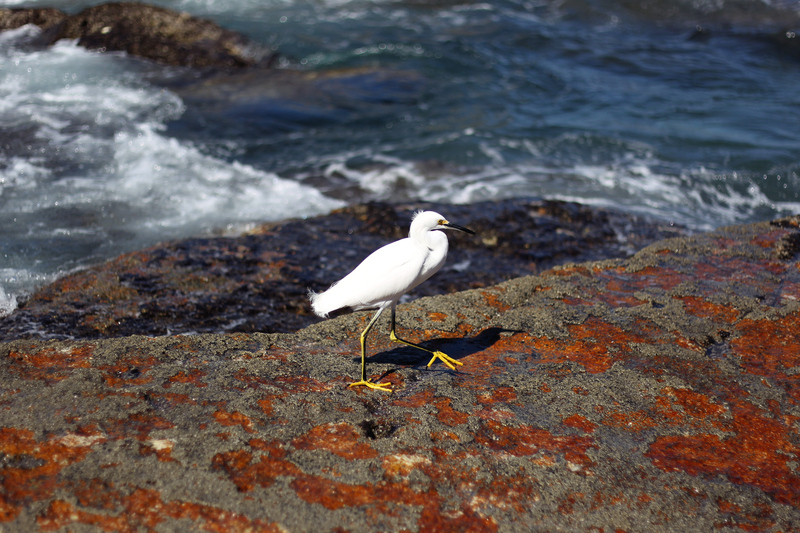 A51G7842-snowy-egret-Egretta-thula.jpg